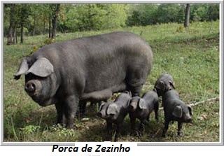 ###3porca de zezinho